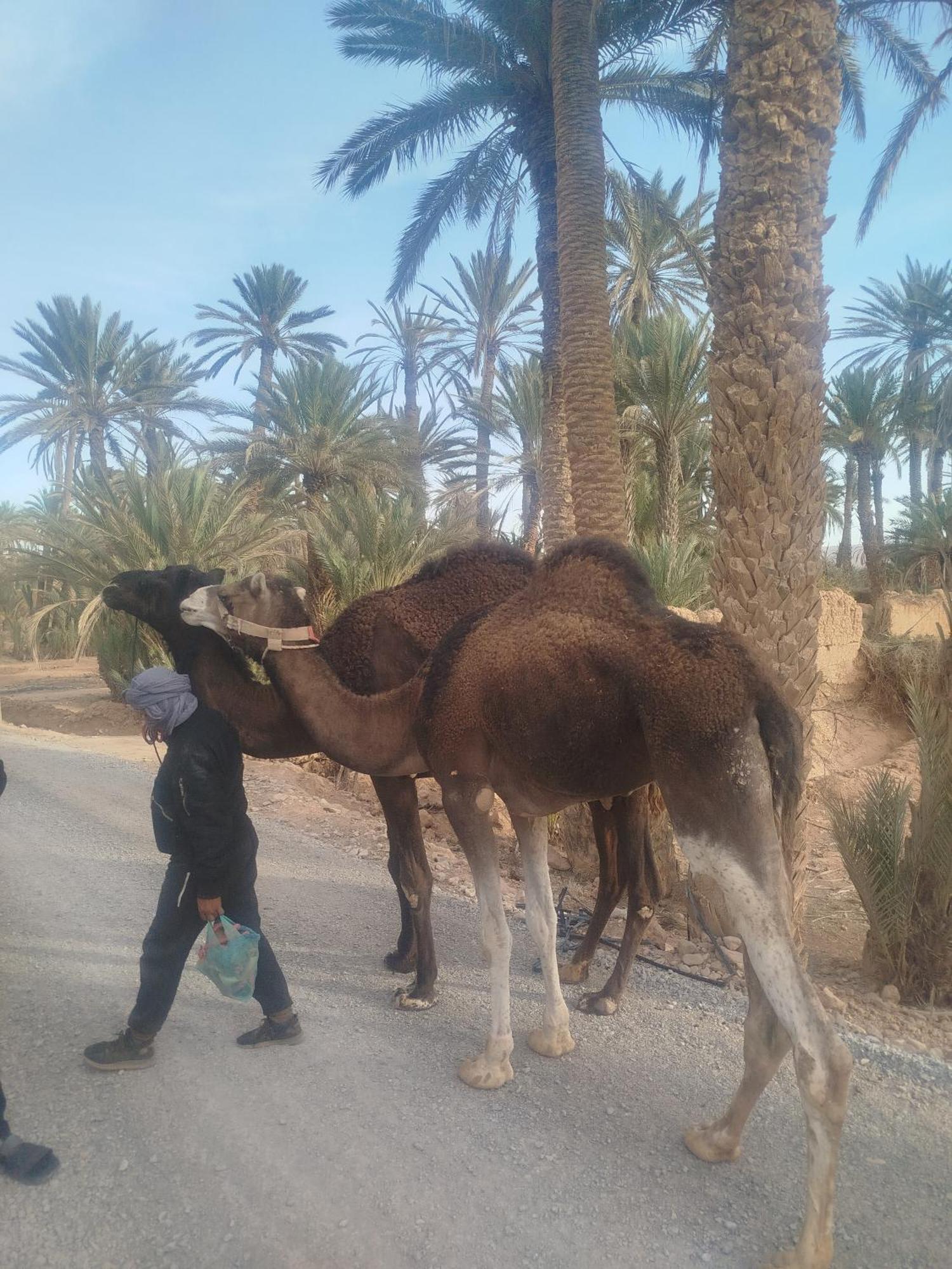 Maison Etoile Du Desert Aït Boukha Dış mekan fotoğraf